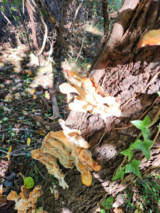 Forsythe Meadow County Park Picture 9