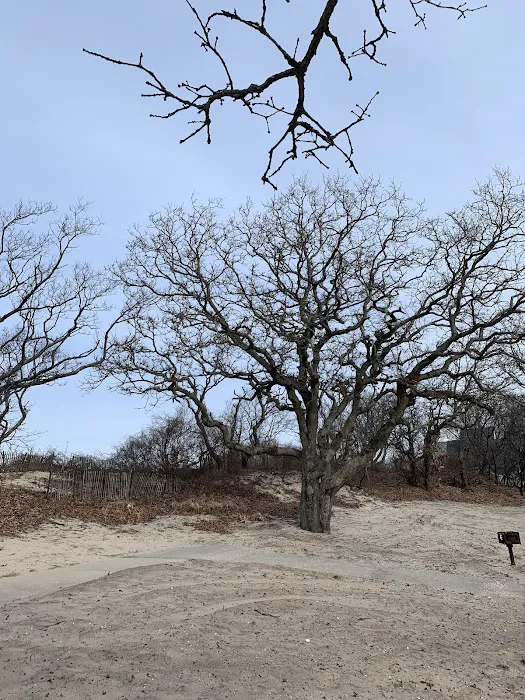 Otto Schubert Beach Picture 7