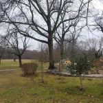 Arboretum Park