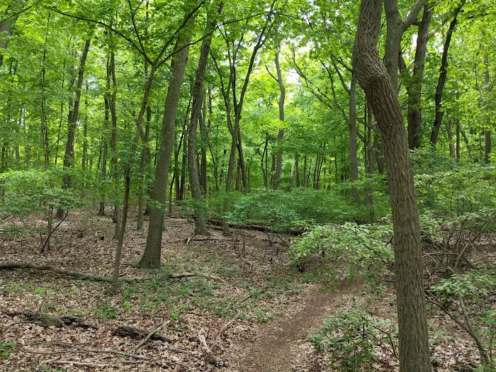 Jerome A. Ambro Memorial Wetland Preserve Picture 6
