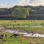 Holtsville Ecogoly Site