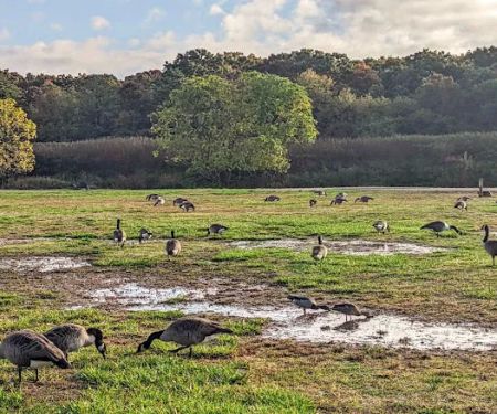 Holtsville Ecogoly Site