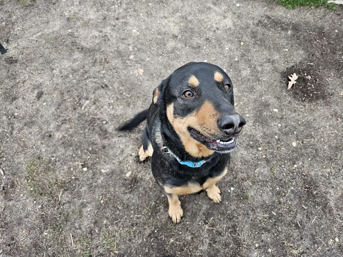 Cherry Avenue Dog Park Picture 3