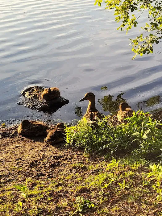 Southards Pond Park Picture 10
