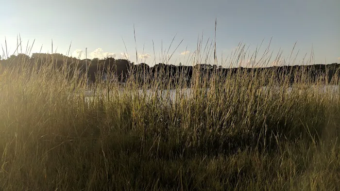 Phragmites Park Picture 2