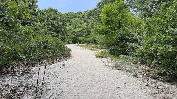 Phragmites Park Picture 4