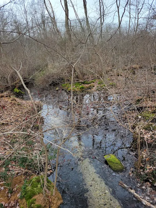 Phragmites Park Picture 9