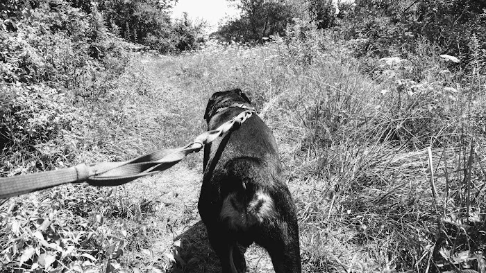 Carpenter Farm Park Picture 7