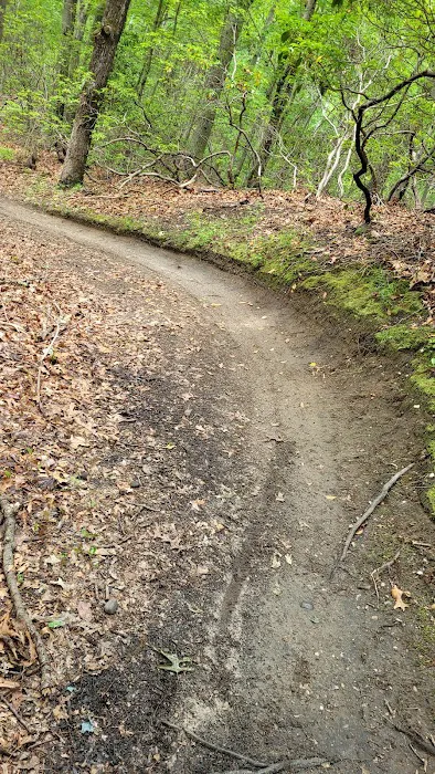 Laurel Ridge Setauket Woods Nature Preserve Picture 4