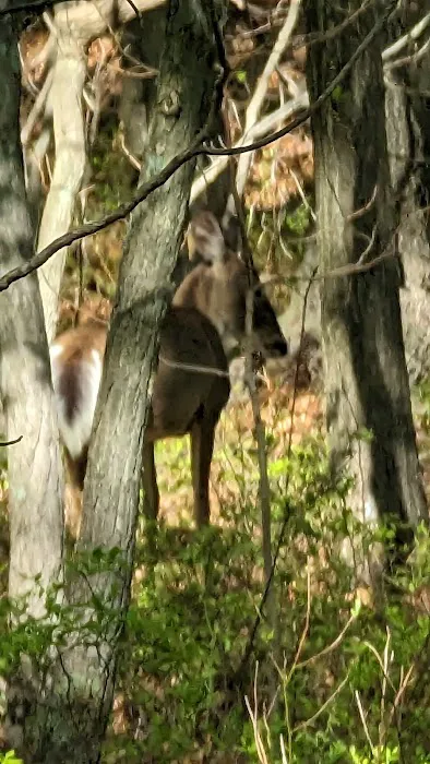 Laurel Ridge Setauket Woods Nature Preserve Picture 7