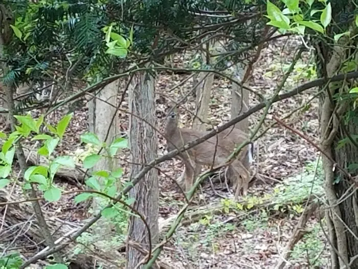Henry Ingraham Nature Preserve Picture 3