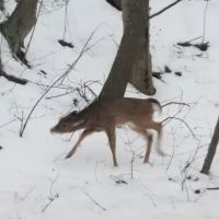 Henry Ingraham Nature Preserve ico