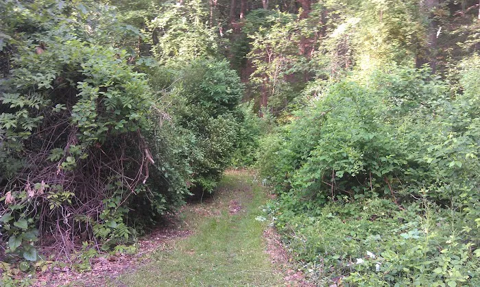 Henry Ingraham Nature Preserve Picture 5