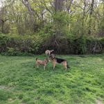 West Hills Big Dog Run