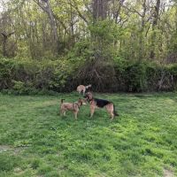 West Hills Big Dog Run ico