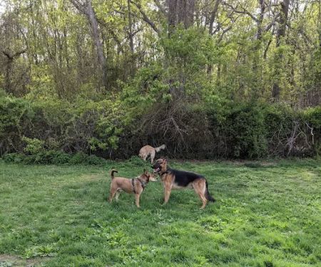 West Hills Big Dog Run