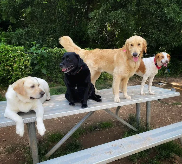 West Hills Big Dog Run Picture 6