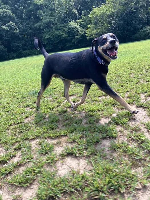 West Hills Big Dog Run Picture 8