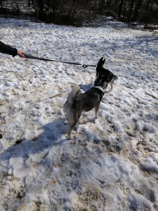 West Hills Big Dog Run Picture 10