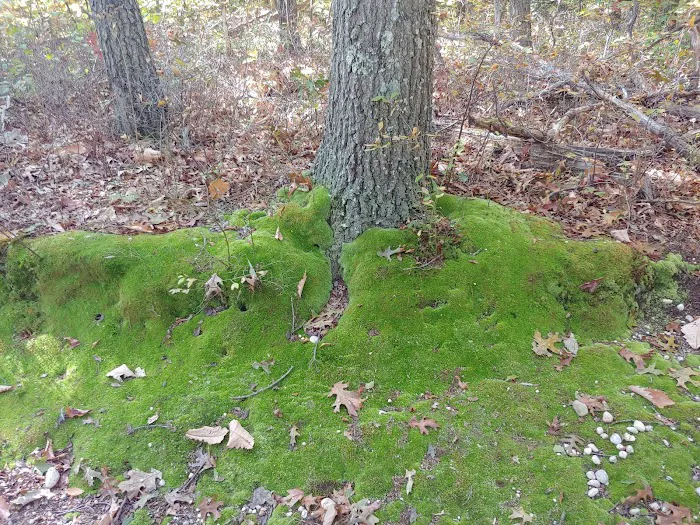 West Hills Nature Preserve Picture 4