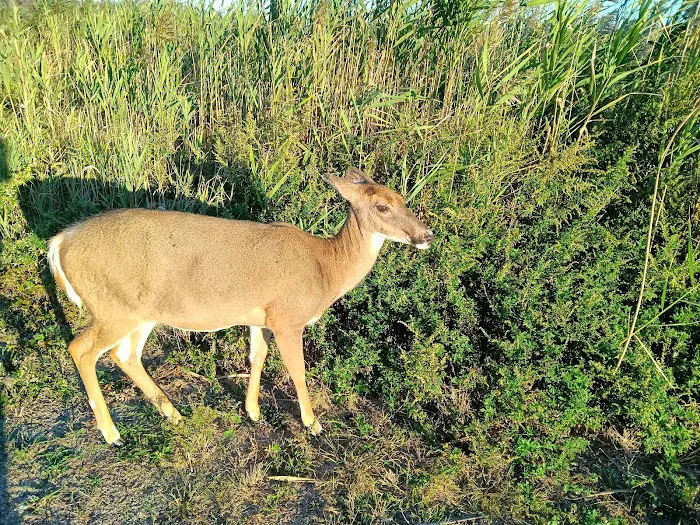 Suffolk County Department of Parks Picture 1