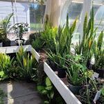 Meadowedge Greenhouse