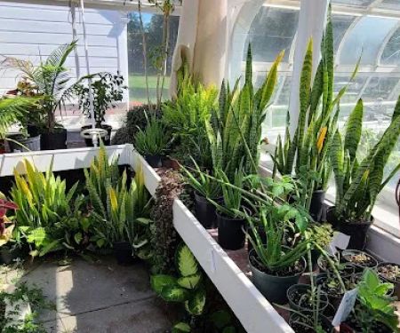 Meadowedge Greenhouse