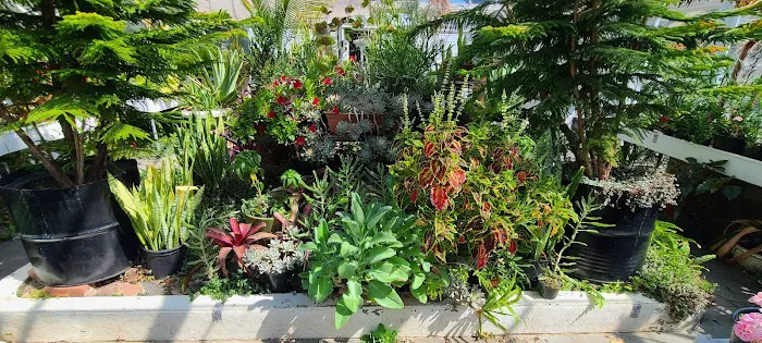 Meadowedge Greenhouse Picture 6