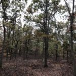 Pine Ridge Conservation Area
