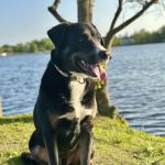 Babylon Village Dog Park (Argyle Lake)