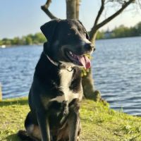 Babylon Village Dog Park (Argyle Lake) ico