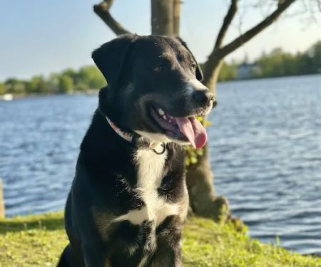 Babylon Village Dog Park (Argyle Lake)