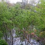 Charles Pond Scenic Area