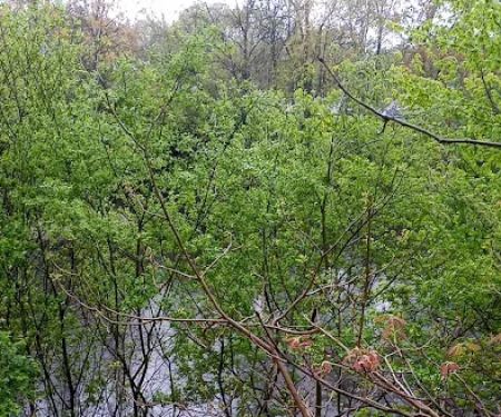 Charles Pond Scenic Area
