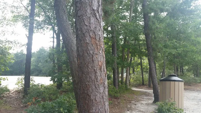 Diamond in the Pines Picture 4
