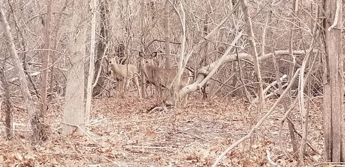 Setauket Greenway Trail Picture 1
