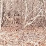 Setauket Greenway Trail