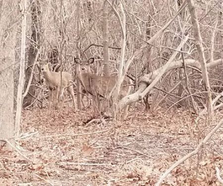Setauket Greenway Trail