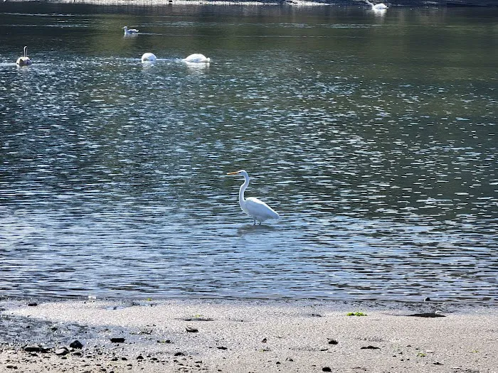 Brookhaven Town Beach Picture 3