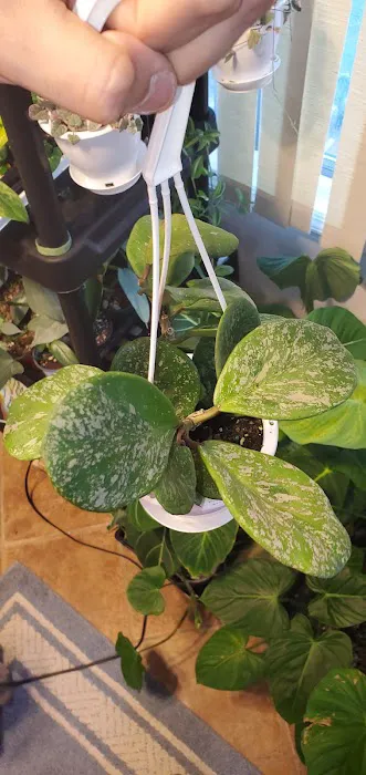 Emma's Garden Picture 1