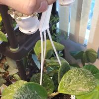 Emma's Garden ico