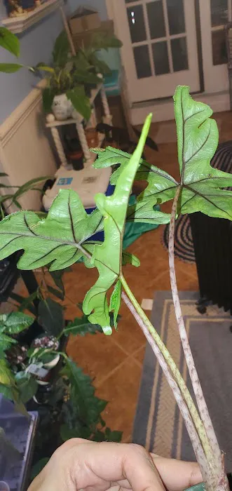 Emma's Garden Picture 2