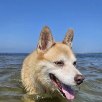 Carbon's Beach ico