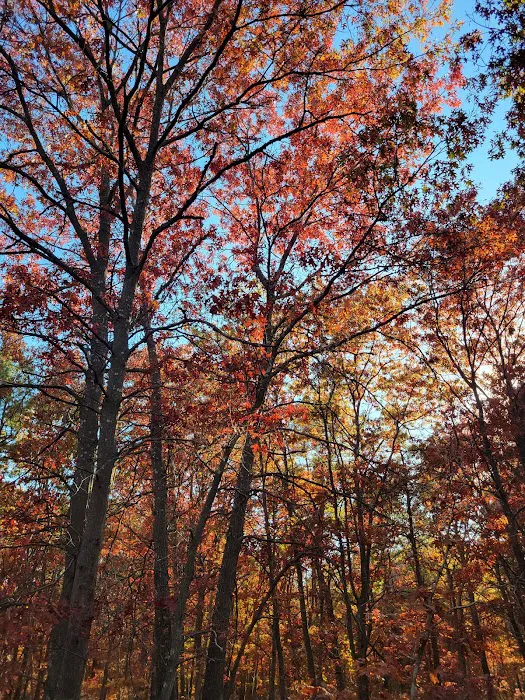 Fish Thicket Preserve Picture 3