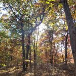 Fish Thicket Preserve