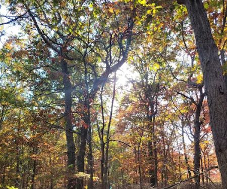 Fish Thicket Preserve
