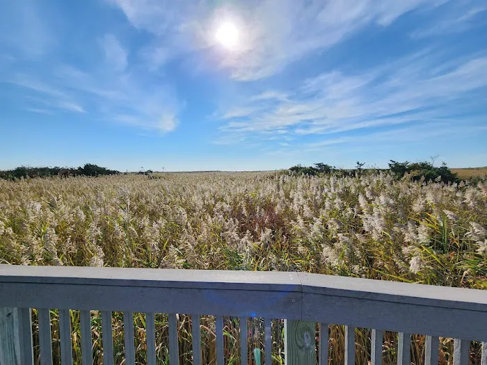 Robert Moses State Park Field 5 Picture 7