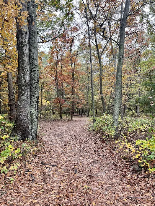 Cathedral Pines County Park Picture 3