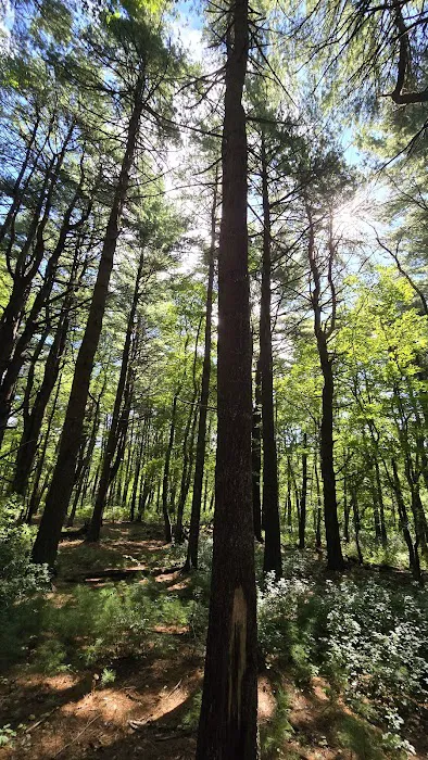 Cathedral pines Picture 2
