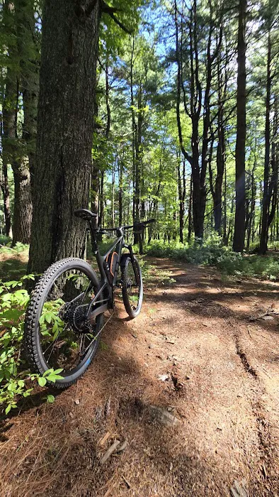 Cathedral pines Picture 7
